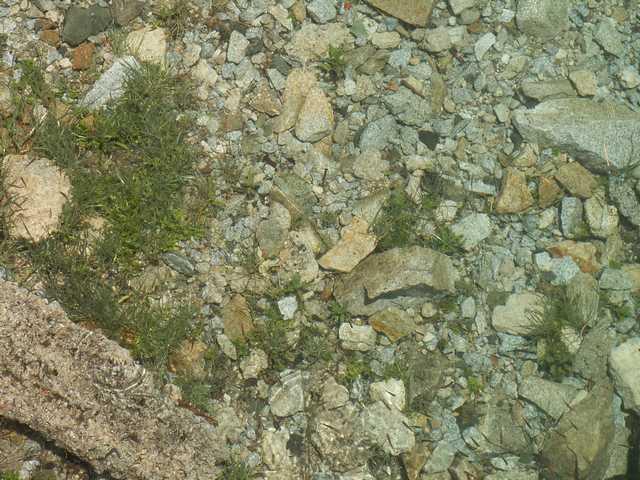PICT7242