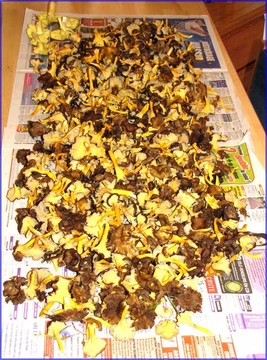 Chanterelles