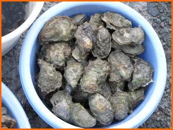 Excellentes huîtres sauvages