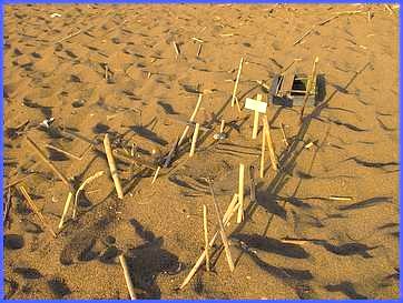Plage de KALO NERO les nids de tortues