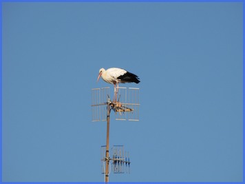 Une cigogne de TUDELA