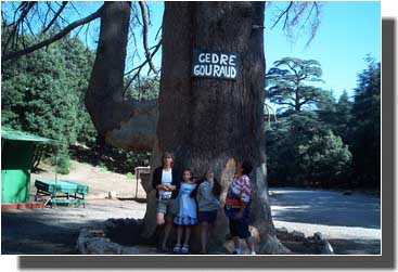 CEDRE GOURAUD il est gros !