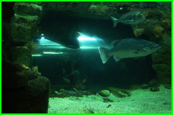 Aquarium de LA ROCHELLE