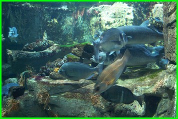 Aquarium de LA ROCHELLE