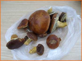 Bolêt de SOUSTONS